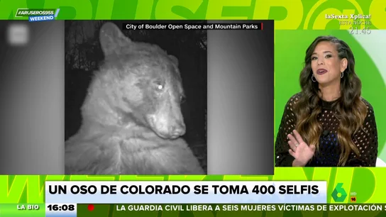 El oso influencer: descubre una cámara trampa y 'se hace' 400 selfies El oso influencer: descubre una cámara trampa y 'se hace' 400 selfies