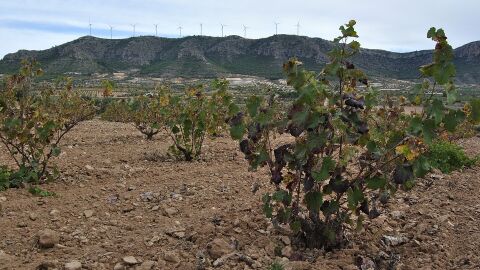 Jumilla