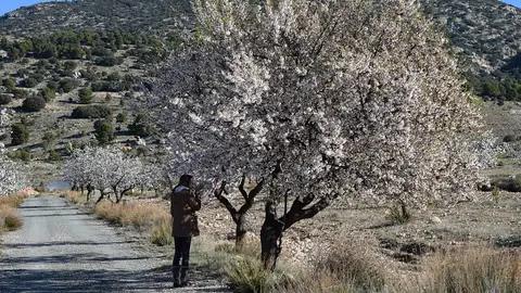 Almdendros en flor Almdendros en flor