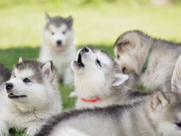 ¿Por qué aúllan los perros? ¿Lo hacen las razas más parecidas a los lobos?
