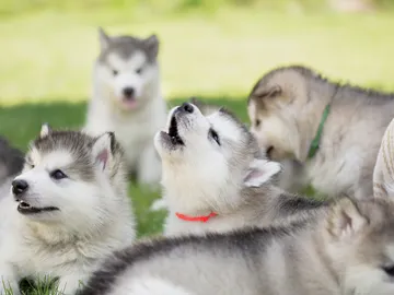 ¿Por qué aúllan los perros? ¿Lo hacen las razas más parecidas a los lobos? ¿Por qué aúllan los perros? ¿Lo hacen las razas más parecidas a los lobos?