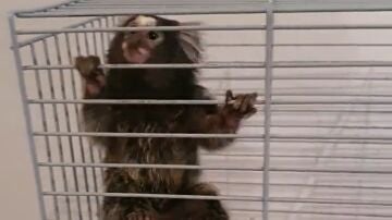 Detienen a un hombre por tener en su domicilio un mono tití que pretendía vender por 3.000 euros