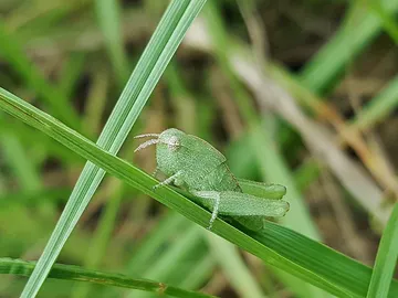 La cantidad de una proteina en el embrion de un insecto podria explicar su forma de nacer La cantidad de una proteina en el embrion de un insecto podria explicar su forma de nacer