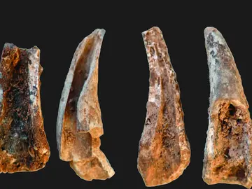 crustaceos-portugal crustaceos-portugal