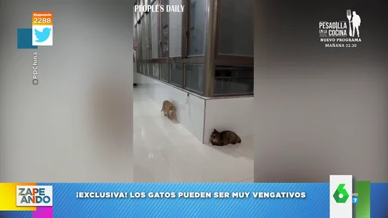 El vídeo viral de dos gatos que están continuamente dándose sustos El vídeo viral de dos gatos que están continuamente dándose sustos