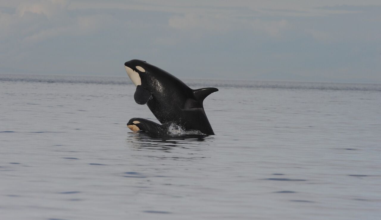 Observan en las orcas la primera evidencia de implicacion materna de por vida