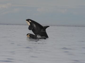 Observan en las orcas la primera evidencia de implicacion materna de por vida