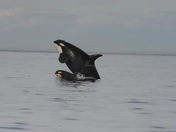 Observan en las orcas la primera evidencia de implicacion materna de por vida Observan en las orcas la primera evidencia de implicacion materna de por vida