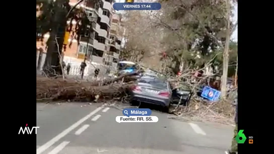 Salva su vida de milagro al caer un gran árbol encima de su coche en Málaga Salva su vida de milagro al caer un gran árbol encima de su coche en Málaga