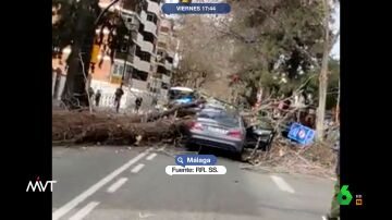 Salva su vida de milagro al caer un gran árbol encima de su coche en Málaga