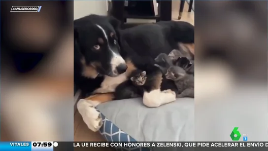 El tierno vídeo de un perro que se hace cargo de unos gatitos cuando su madre está cansada El tierno vídeo de un perro que se hace cargo de unos gatitos cuando su madre está cansada