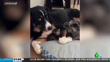 El tierno vídeo de un perro que se hace cargo de unos gatitos cuando su madre está cansada