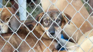 Imagen de archivo de un perro encerrado en una perrera
