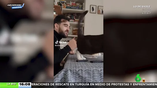 Gato flamenco Gato flamenco