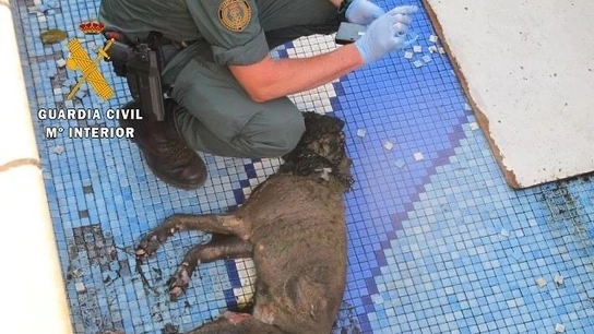 Condenan a nueve meses de cárcel a una mujer que dejó morir a su perro en casa sin comida ni agua Condenan a nueve meses de cárcel a una mujer que dejó morir a su perro en casa sin comida ni agua