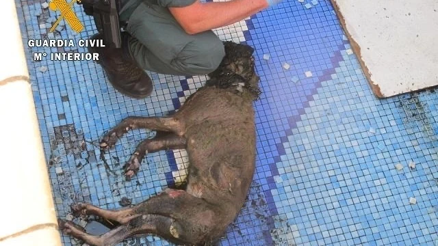 Condenan a nueve meses de cárcel a una mujer que dejó morir a su perro en casa sin comida ni agua