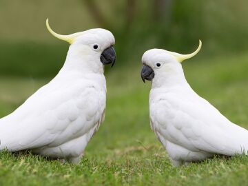 Cacatúas