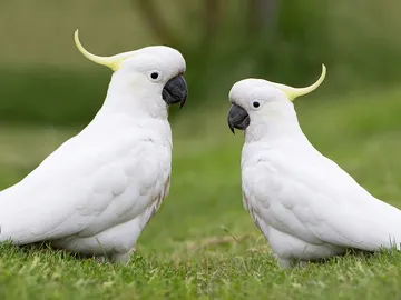 Cacatúas Cacatúas