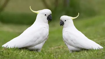 Cacatúas Cacatúas