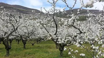 Cerezos de Valle del Jerte Cerezos de Valle del Jerte