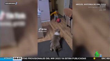 La sorprendente habilidad de este perro para pagar penaltis cuando juega al fútbol con un niño