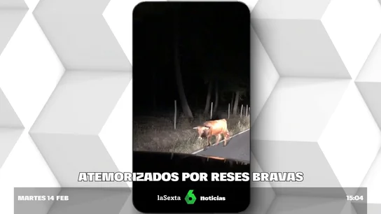 reses bravas reses bravas