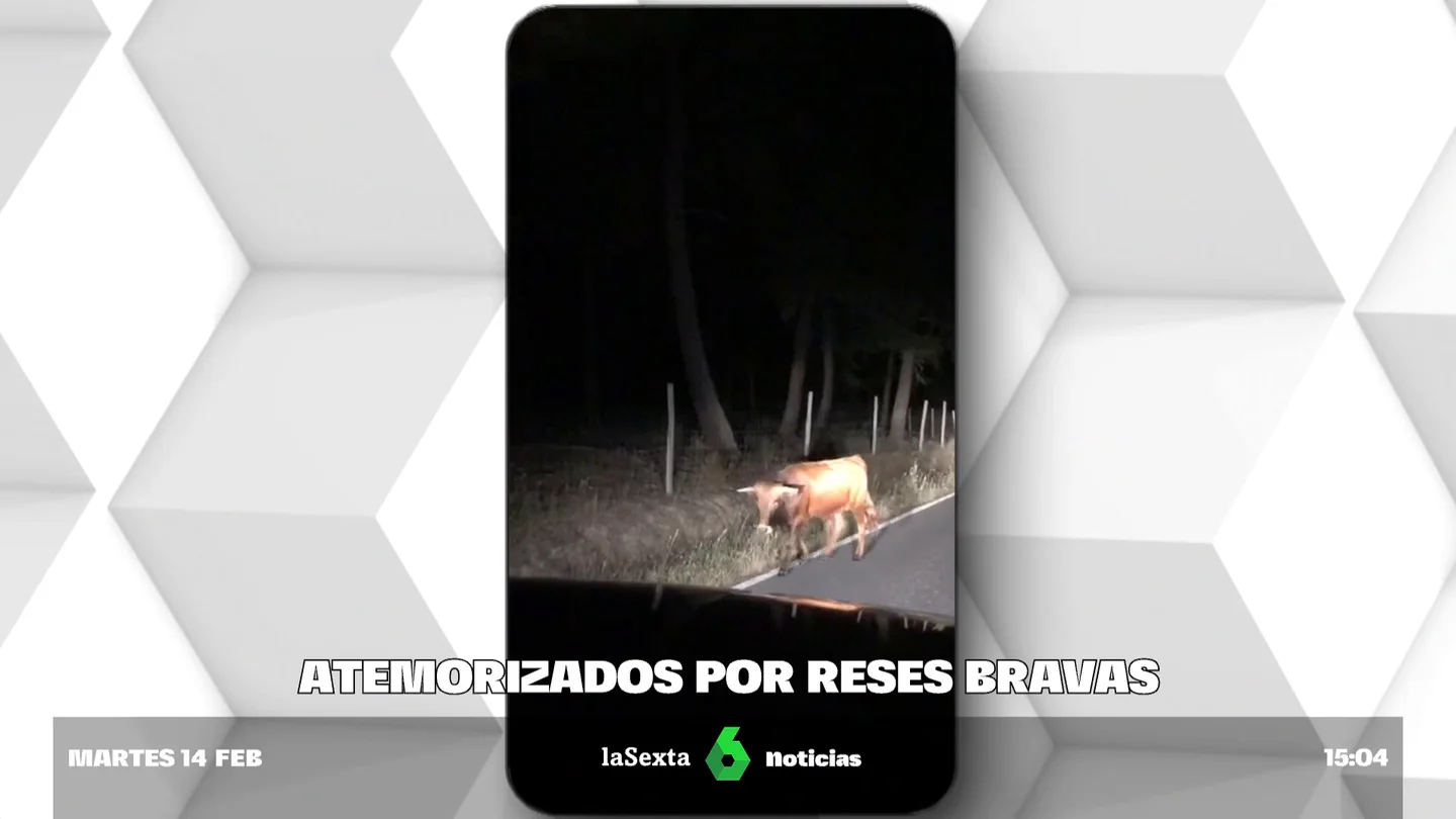 reses bravas reses bravas