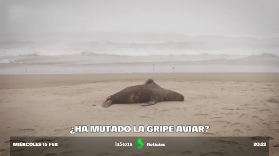 GripeAviar GripeAviar