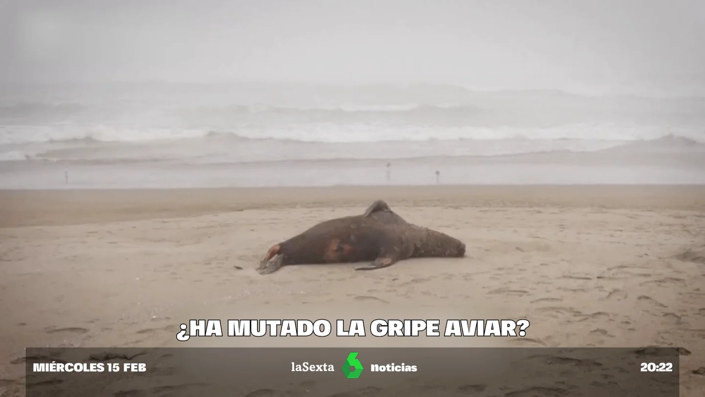 GripeAviar GripeAviar