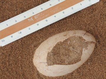 Descubren dos huevos fosiles de pardelas de 2.000 anos de antigueedad en Canarias