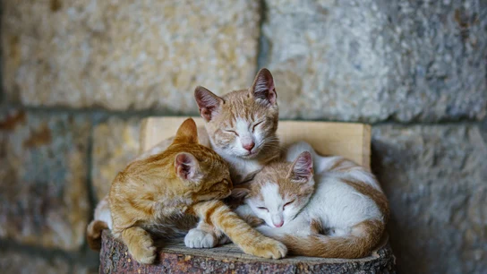 (Un) Día del Gato (más): por qué los felinos tienen más de un día para ellos (Un) Día del Gato (más): por qué los felinos tienen más de un día para ellos