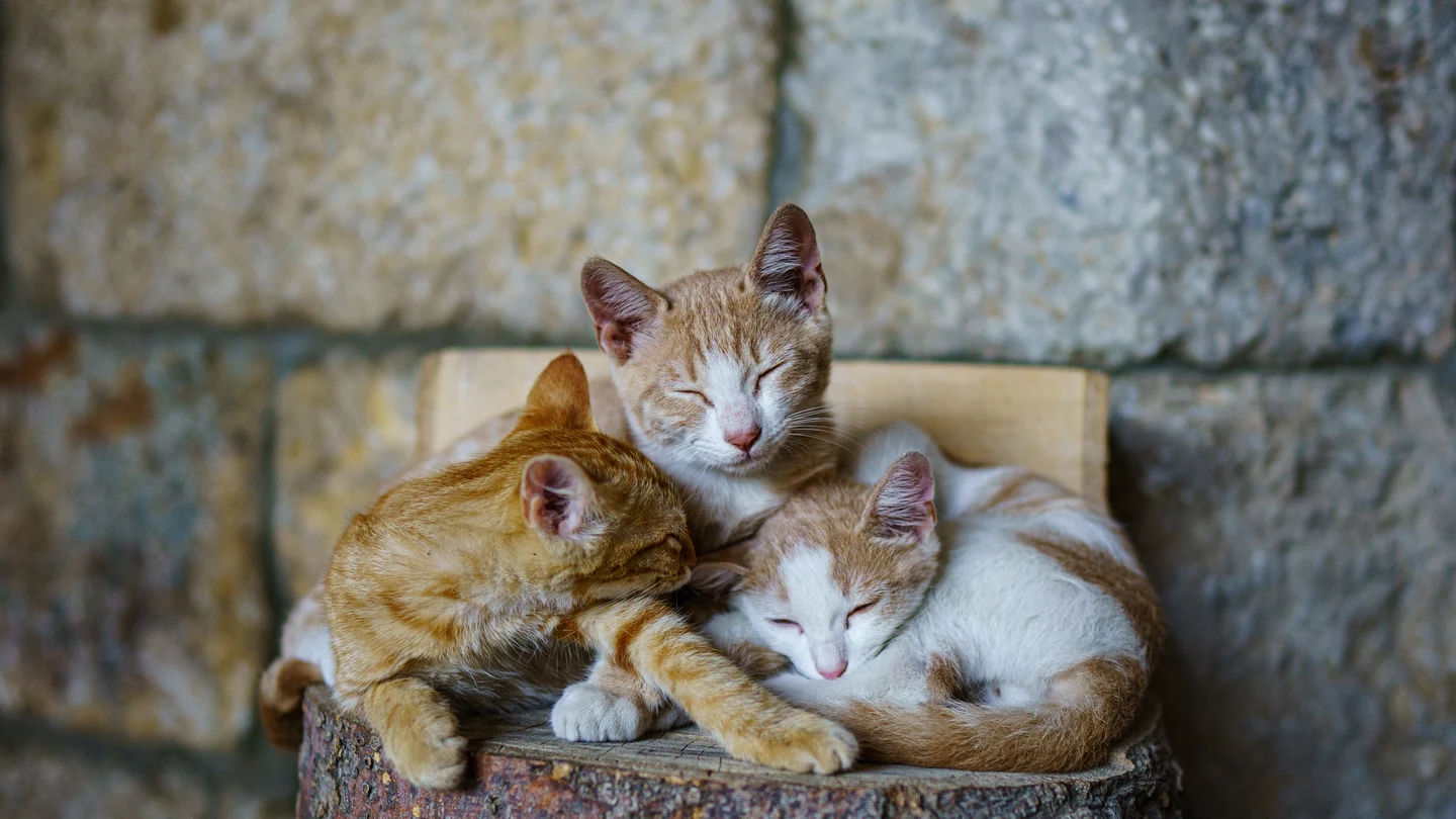 (Un) Día del Gato (más): por qué los felinos tienen más de un día para ellos (Un) Día del Gato (más): por qué los felinos tienen más de un día para ellos