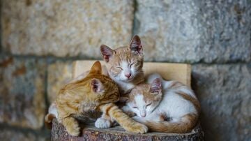 (Un) Día del Gato (más): por qué los felinos tienen más de un día para ellos