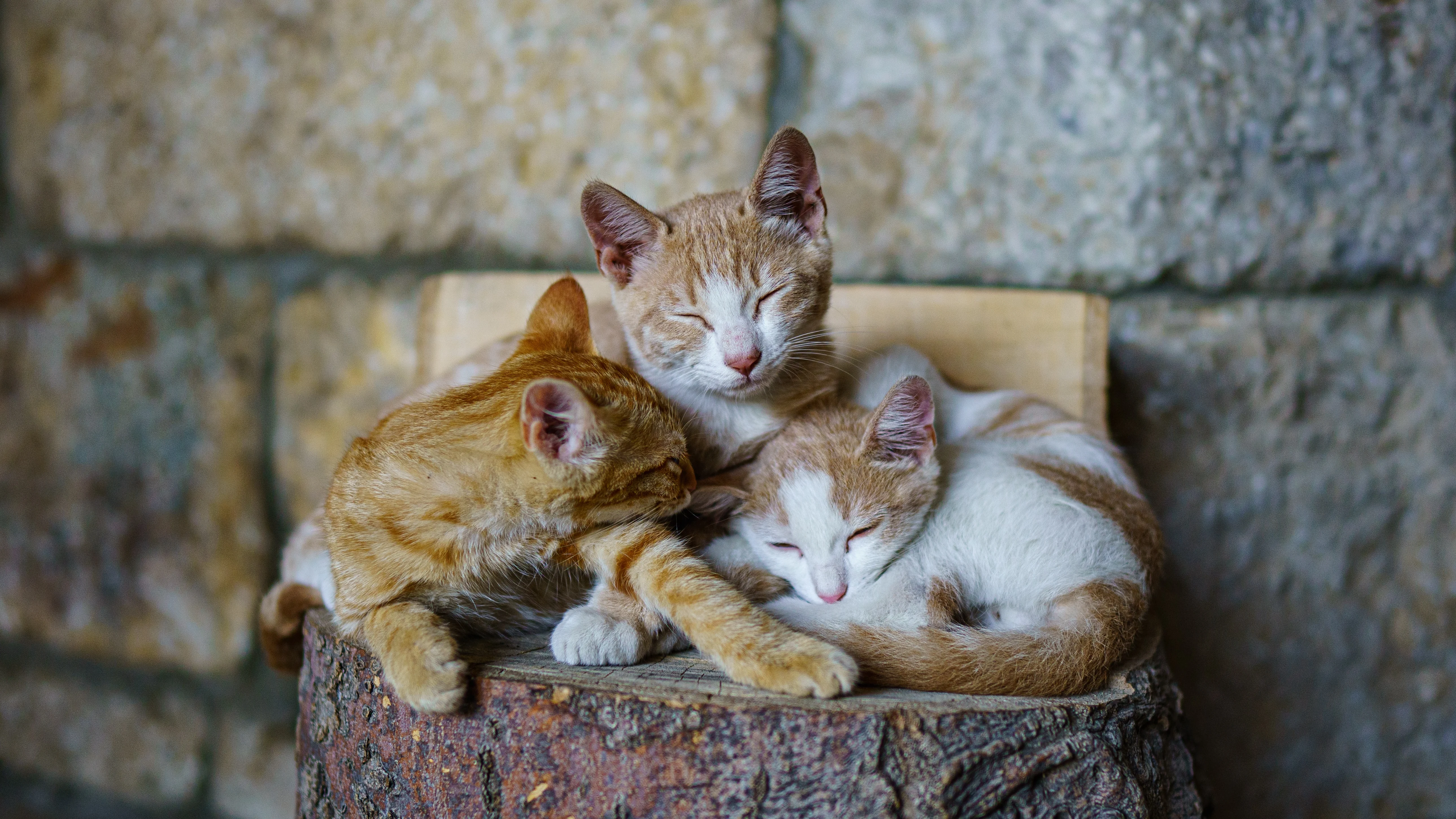 (Un) Día del Gato (más): por qué los felinos tienen más de un día para ellos