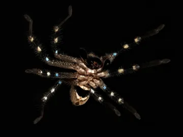 Descubiertas tres especies de aranas inocuas en la region alpina de Australia Descubiertas tres especies de aranas inocuas en la region alpina de Australia