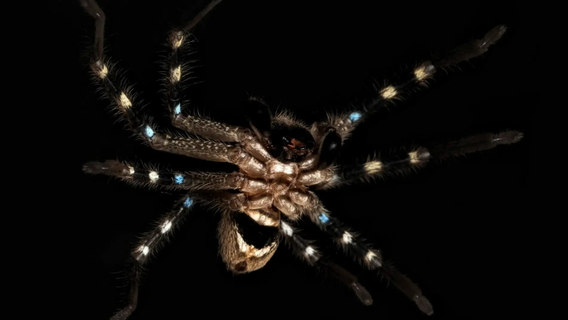 Descubiertas tres especies de aranas inocuas en la region alpina de Australia