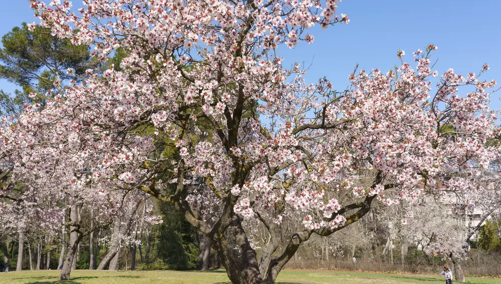 Parque de la Quinta de los Molinos de Madrid con los almendros en flor