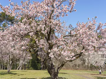 Parque de la Quinta de los Molinos de Madrid con los almendros en flor Parque de la Quinta de los Molinos de Madrid con los almendros en flor