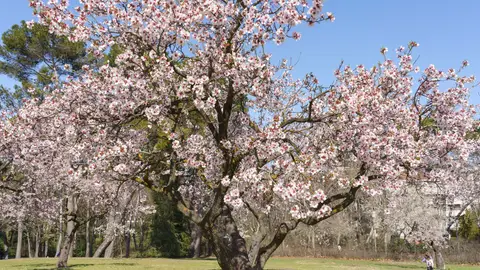 Parque de la Quinta de los Molinos de Madrid con los almendros en flor Parque de la Quinta de los Molinos de Madrid con los almendros en flor