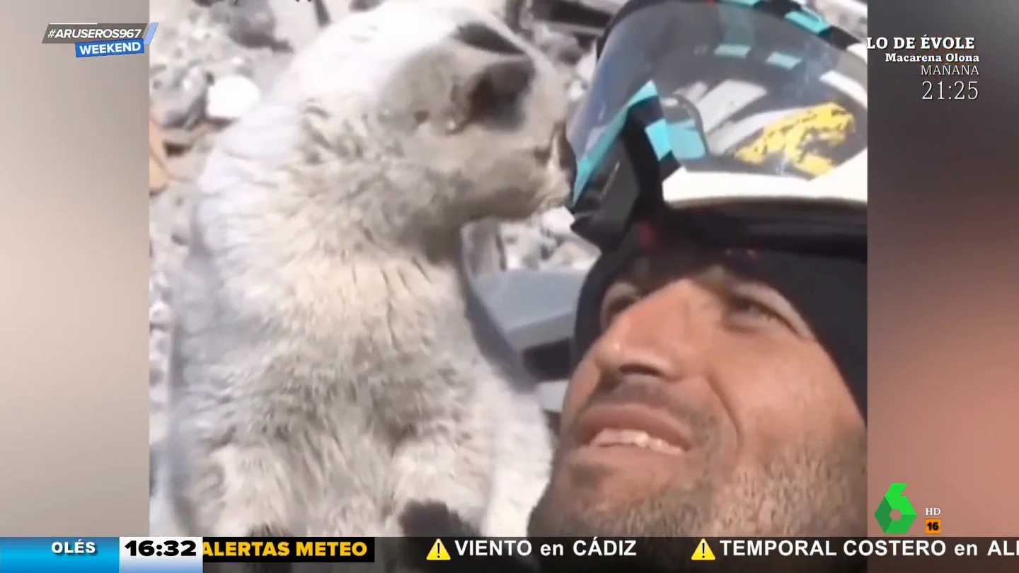 La tierna historia del gato turco que se niega a separarse de su rescatador La tierna historia del gato turco que se niega a separarse de su rescatador