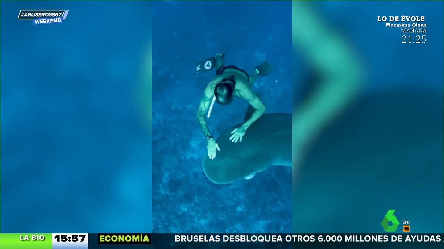 Así consigue un hombre 'hipnotizar' a un tiburón 15 minutos Así consigue un hombre 'hipnotizar' a un tiburón 15 minutos