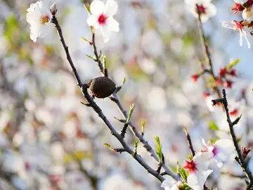 5 lugares en los que disfrutar de los almendros en flor sin salir de Madrid 5 lugares en los que disfrutar de los almendros en flor sin salir de Madrid