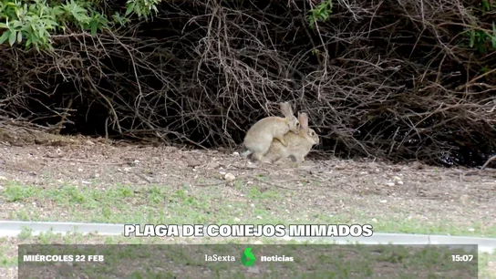 Denuncian la plaga de conejos 'mimados': "Se están perdiendo más de 50 millones de euros anuales" Denuncian la plaga de conejos 'mimados': "Se están perdiendo más de 50 millones de euros anuales"
