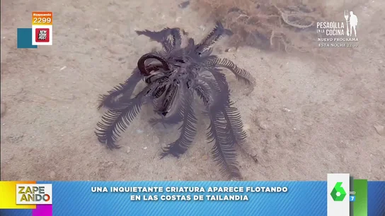 La inquietante criatura que ha aparecido en una playa de Tailandia La inquietante criatura que ha aparecido en una playa de Tailandia