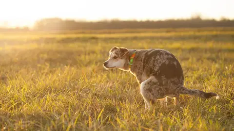 Perro haciendo sus necesidades Perro haciendo sus necesidades
