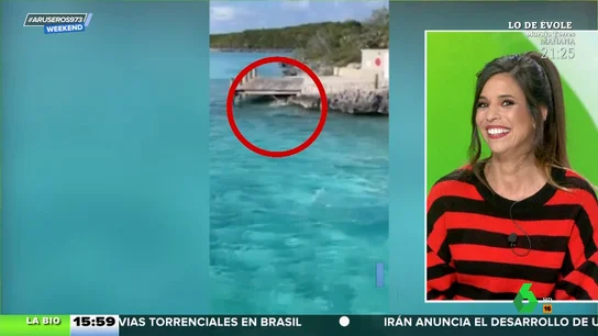 El perro que desafía a la muerte: el emocionante vídeo de cómo ahuyenta a un tiburón martillo El perro que desafía a la muerte: el emocionante vídeo de cómo ahuyenta a un tiburón martillo