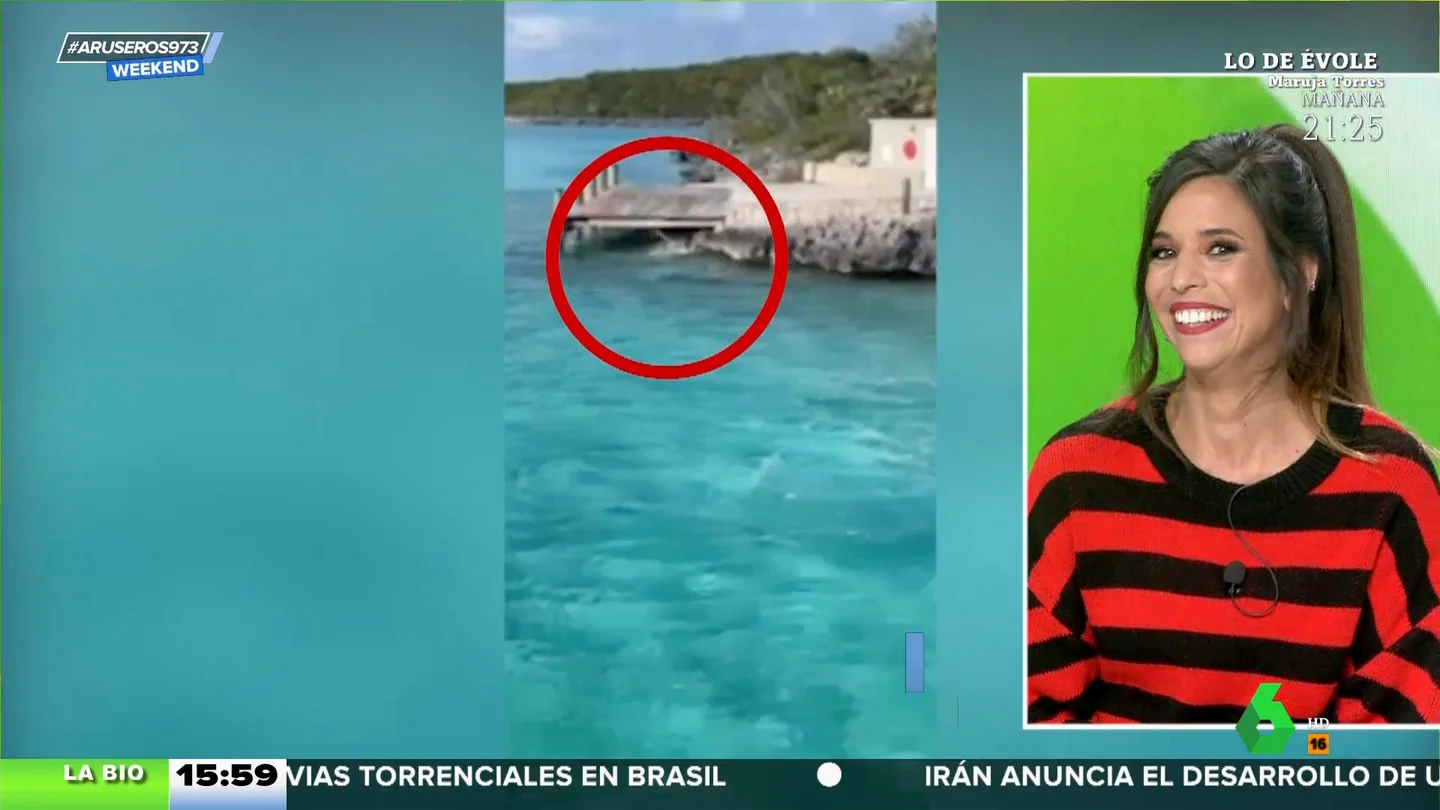 El perro que desafía a la muerte: el emocionante vídeo de cómo ahuyenta a un tiburón martillo El perro que desafía a la muerte: el emocionante vídeo de cómo ahuyenta a un tiburón martillo