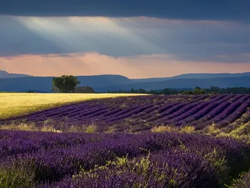Lavanda en la Provenza, Francia Lavanda en la Provenza, Francia