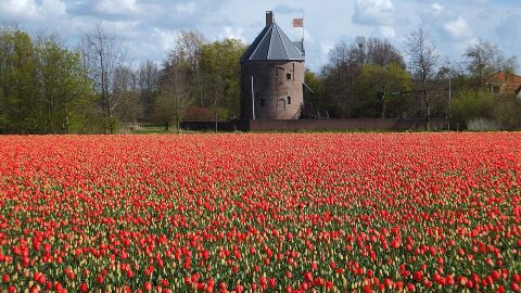 Tulipanes en Holanda