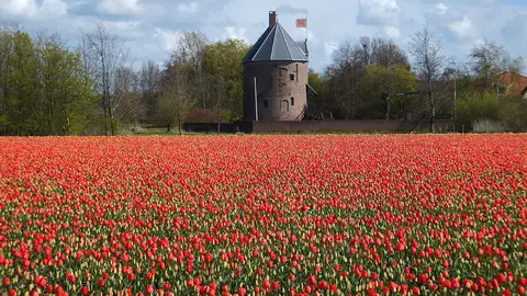 Tulipanes en Holanda Tulipanes en Holanda
